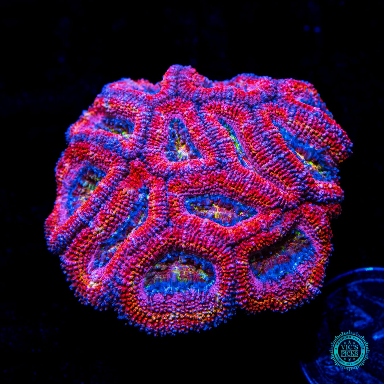 Fairy Tales Aussie Lord - Daylight Photo