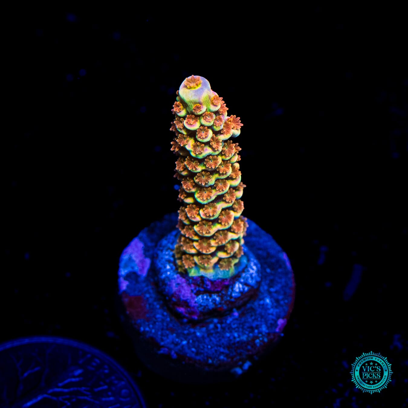 POTO Goofy Homewrecker Acropora - Daylight Photo