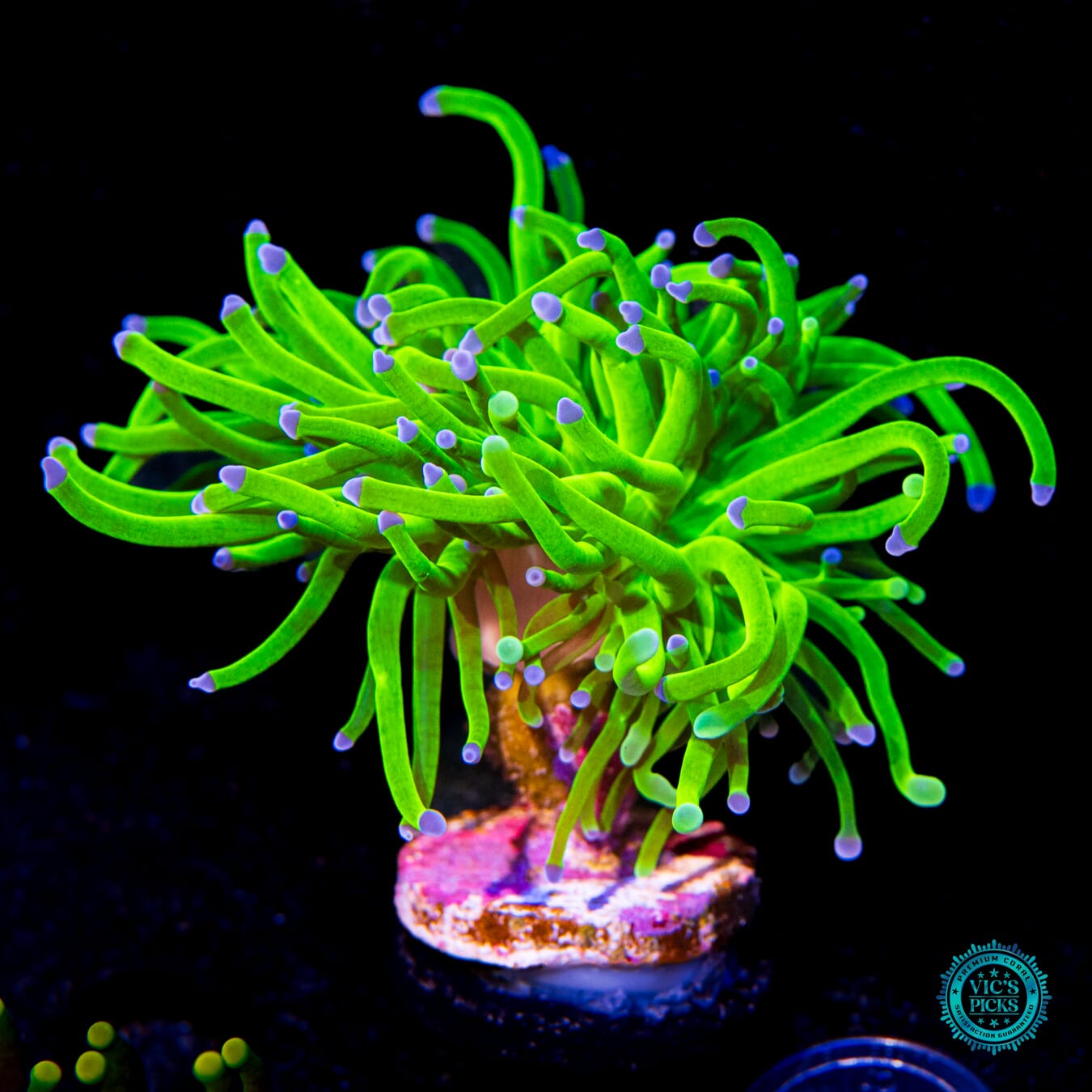 WWC In-House Spawned Blue Tip Torch - Actinic Photo