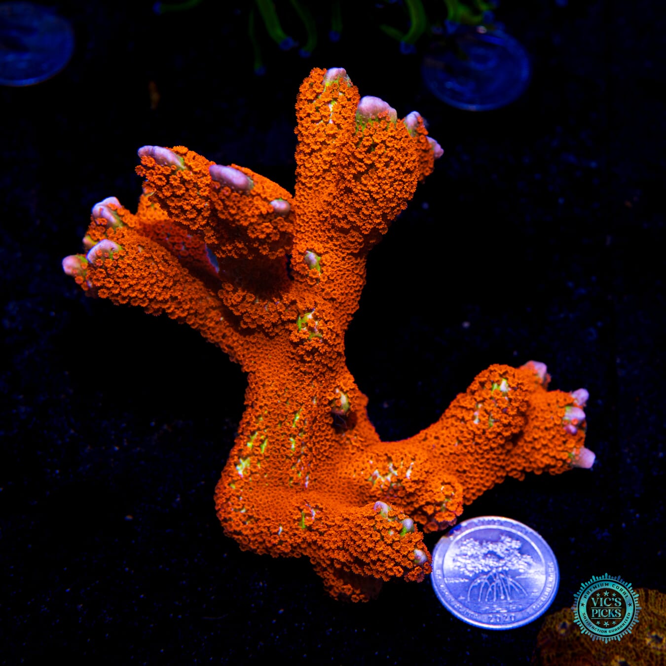 Forest Fire Digitata Montipora - Actinic Photo