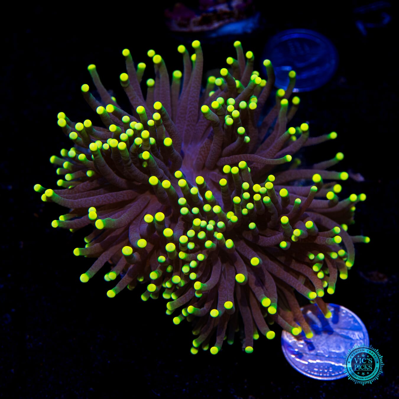 Rasta Torch - Actinic Photo