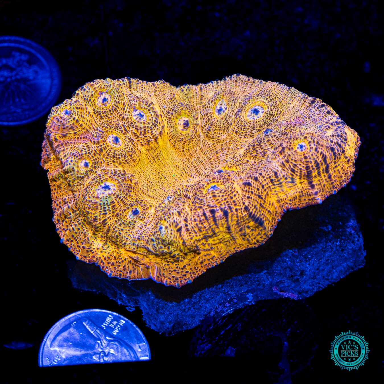 Fanta Chalice - Actinic Photo