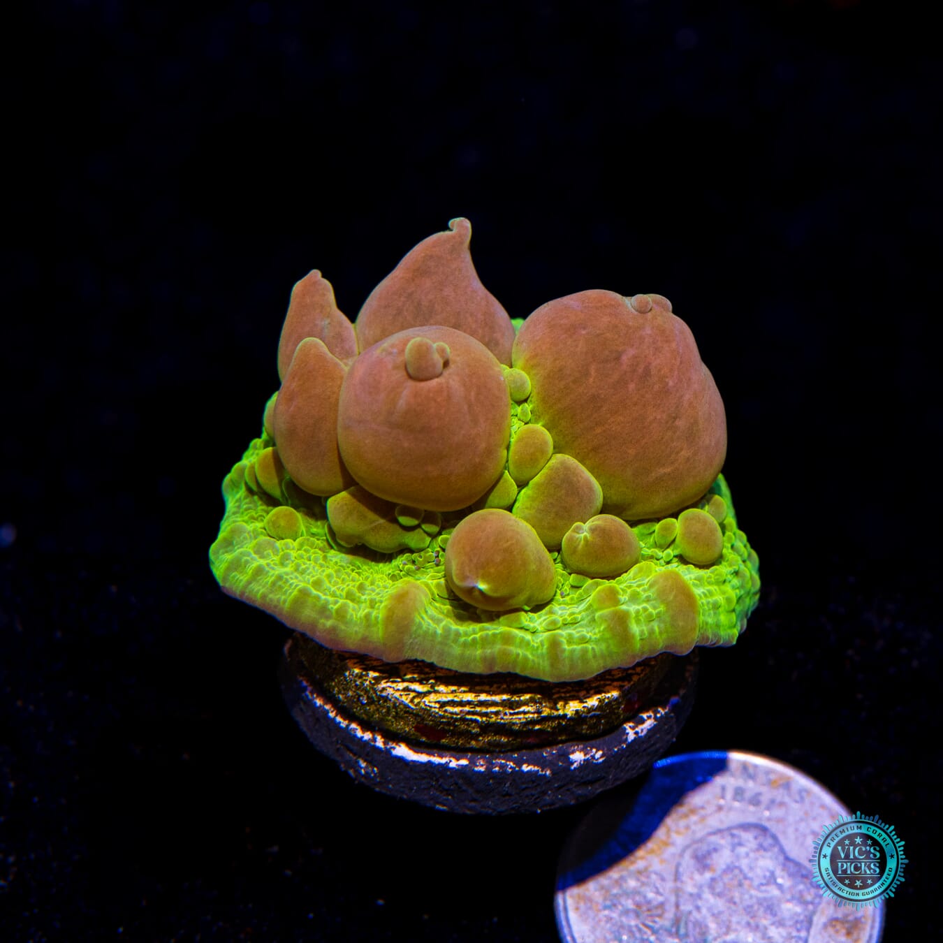 WWC Neon Cosmic Candy Bounce Chalice - Actinic Photo