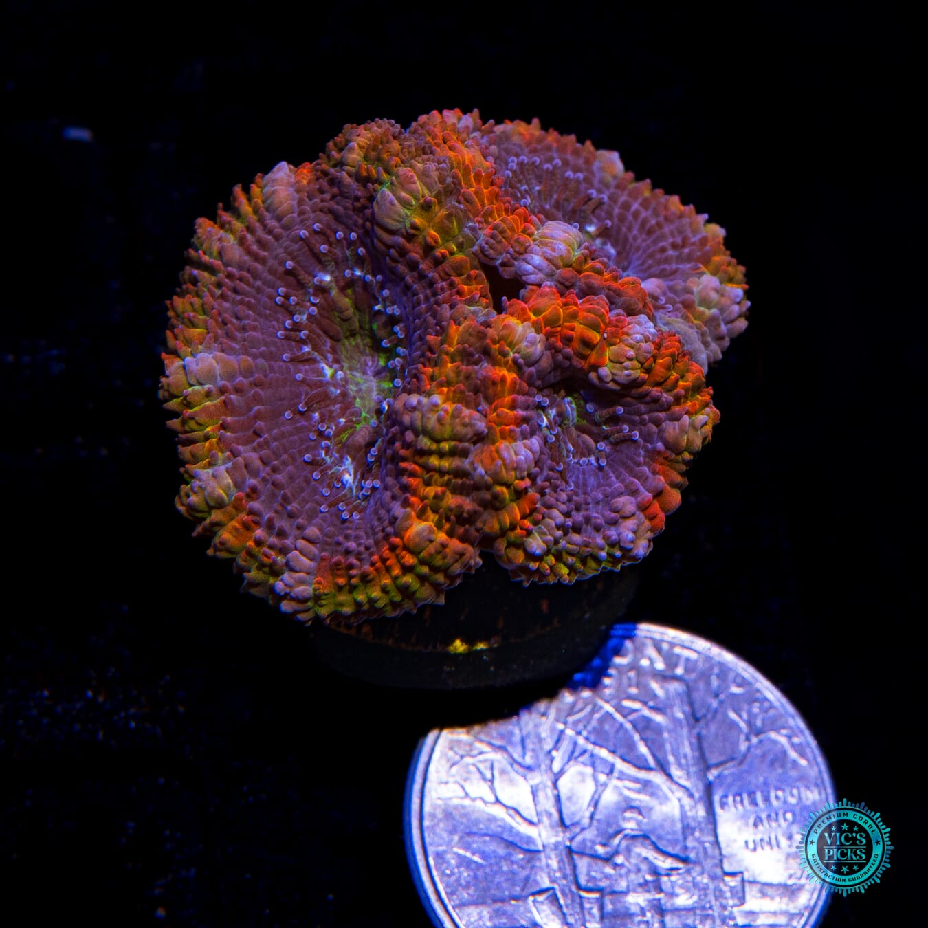 WWC Alchemists Rejuvenation Aussie Lord - Actinic Photo