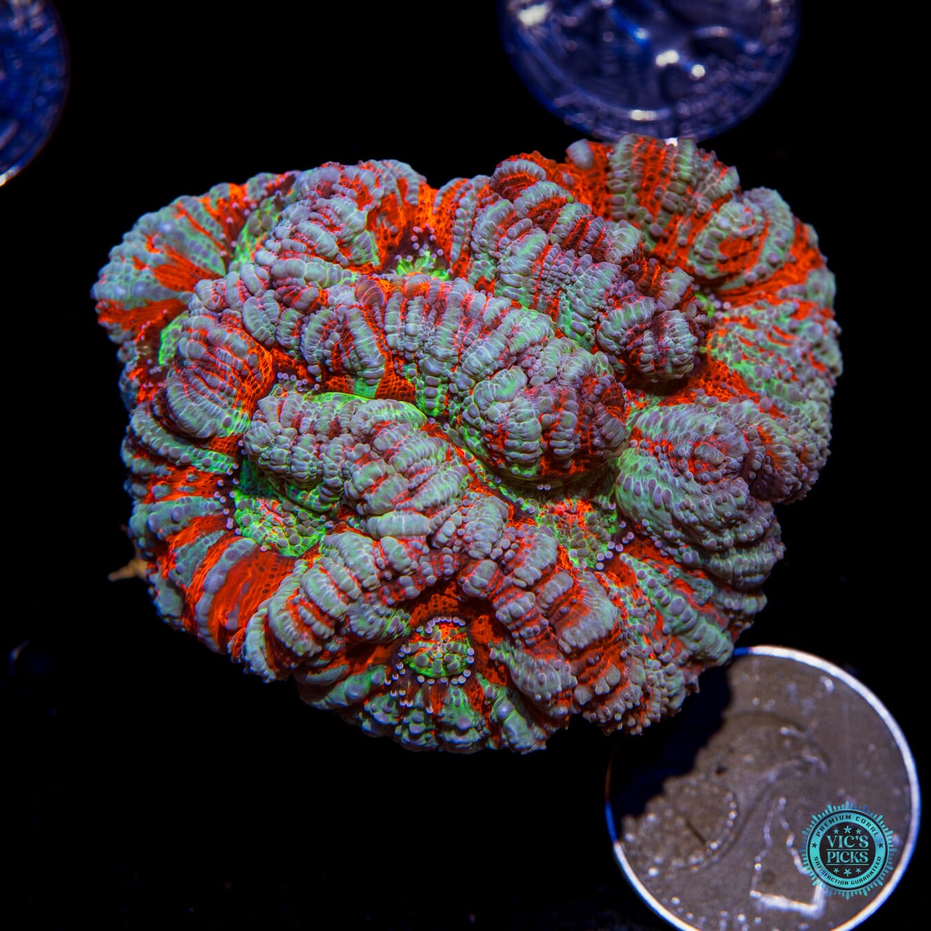 Frozen Tiger Symphyllia Wilsoni - Actinic Photo