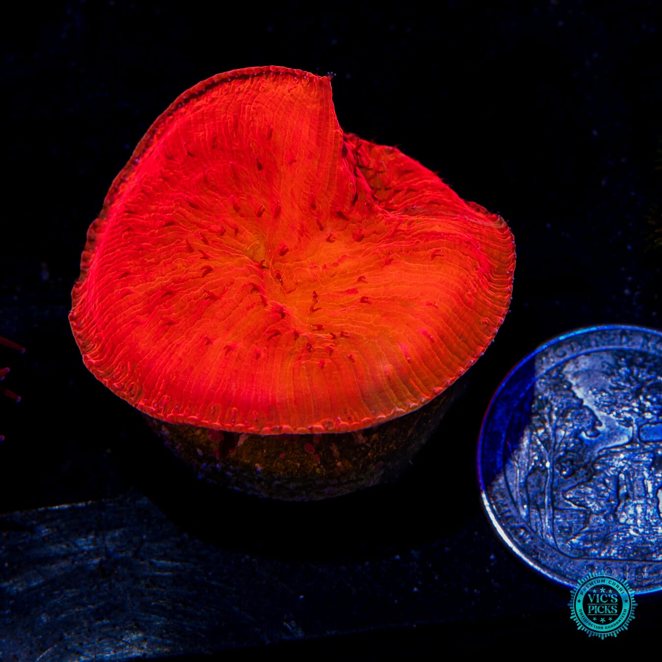 WWC Diablo Diaseris Plate - Actinic Photo