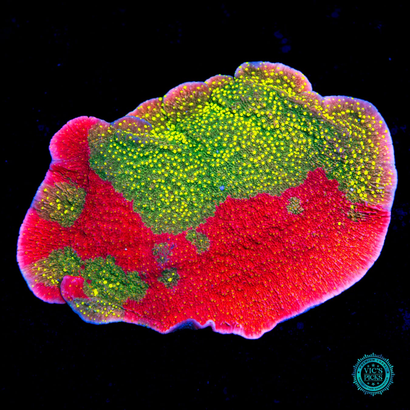 WWC Sunfire Grafted Cap Montipora - Daylight Photo