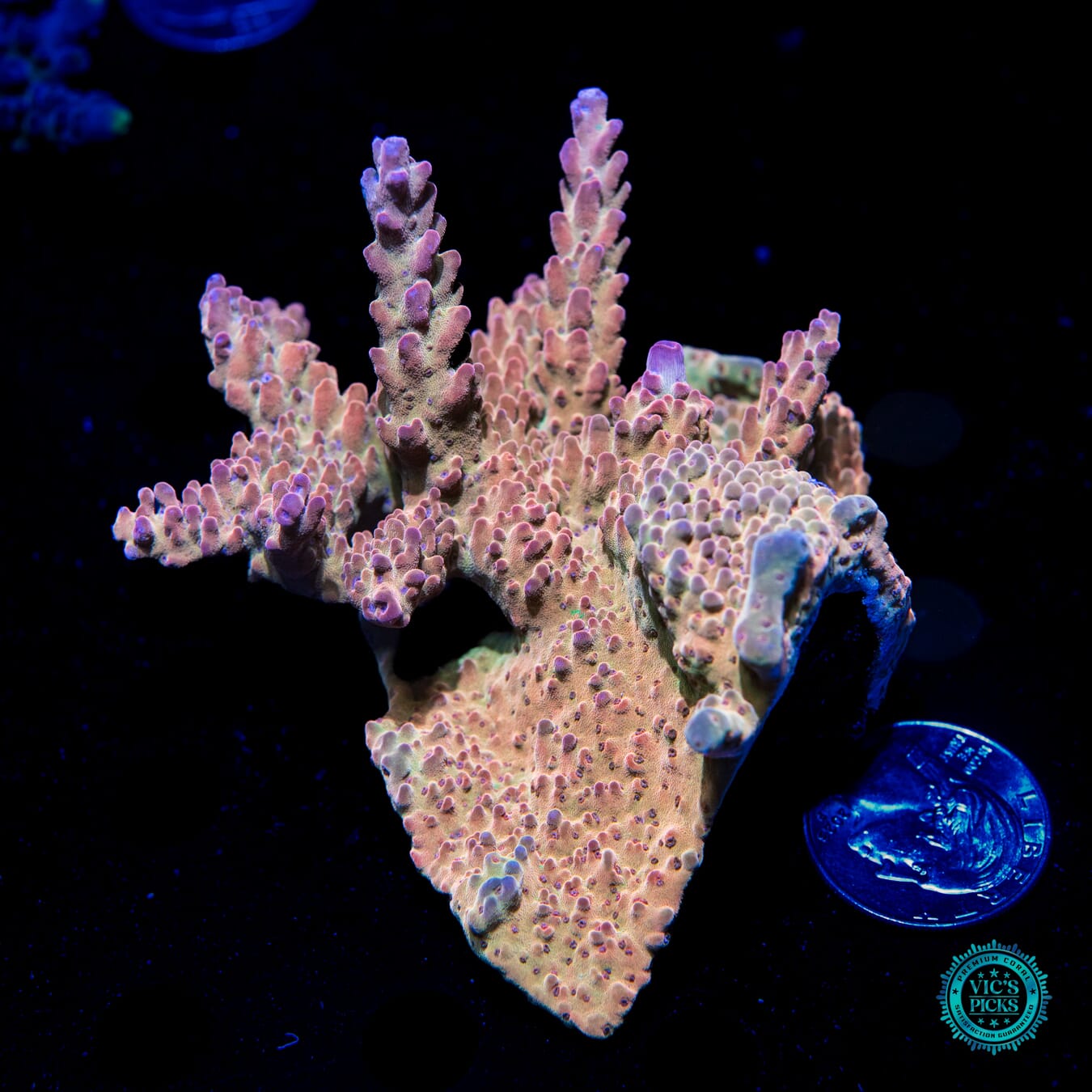 WWC Joe Dirte Acropora - Daylight Photo