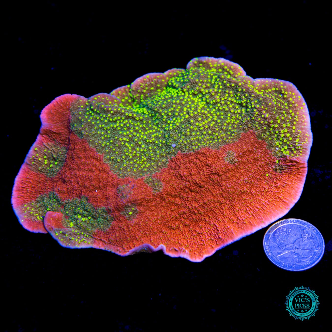 WWC Sunfire Grafted Cap Montipora - Actinic Photo