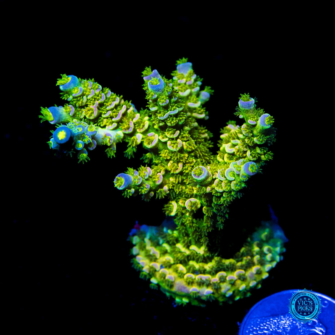 Fako WD Tenuis Acropora - Daylight Photo