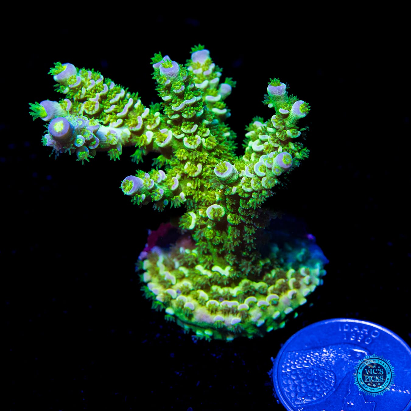 Fako WD Tenuis Acropora - Actinic Photo