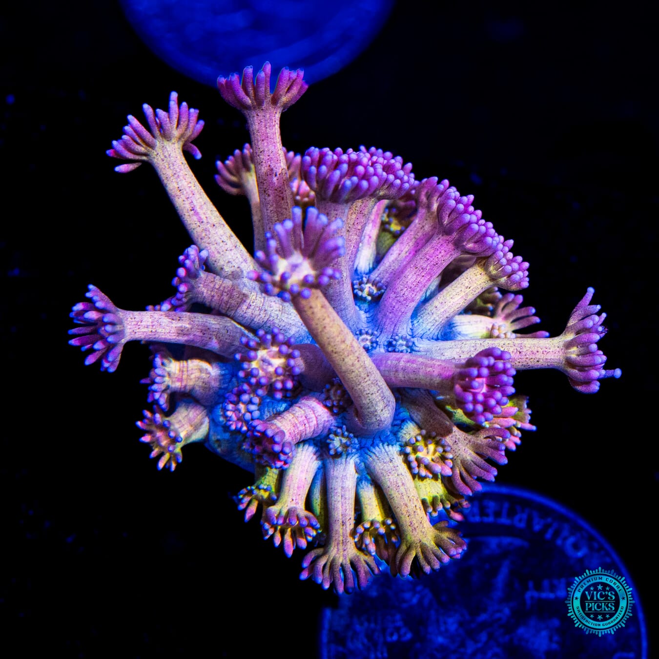 Hydralisk Goniopora - Daylight Photo