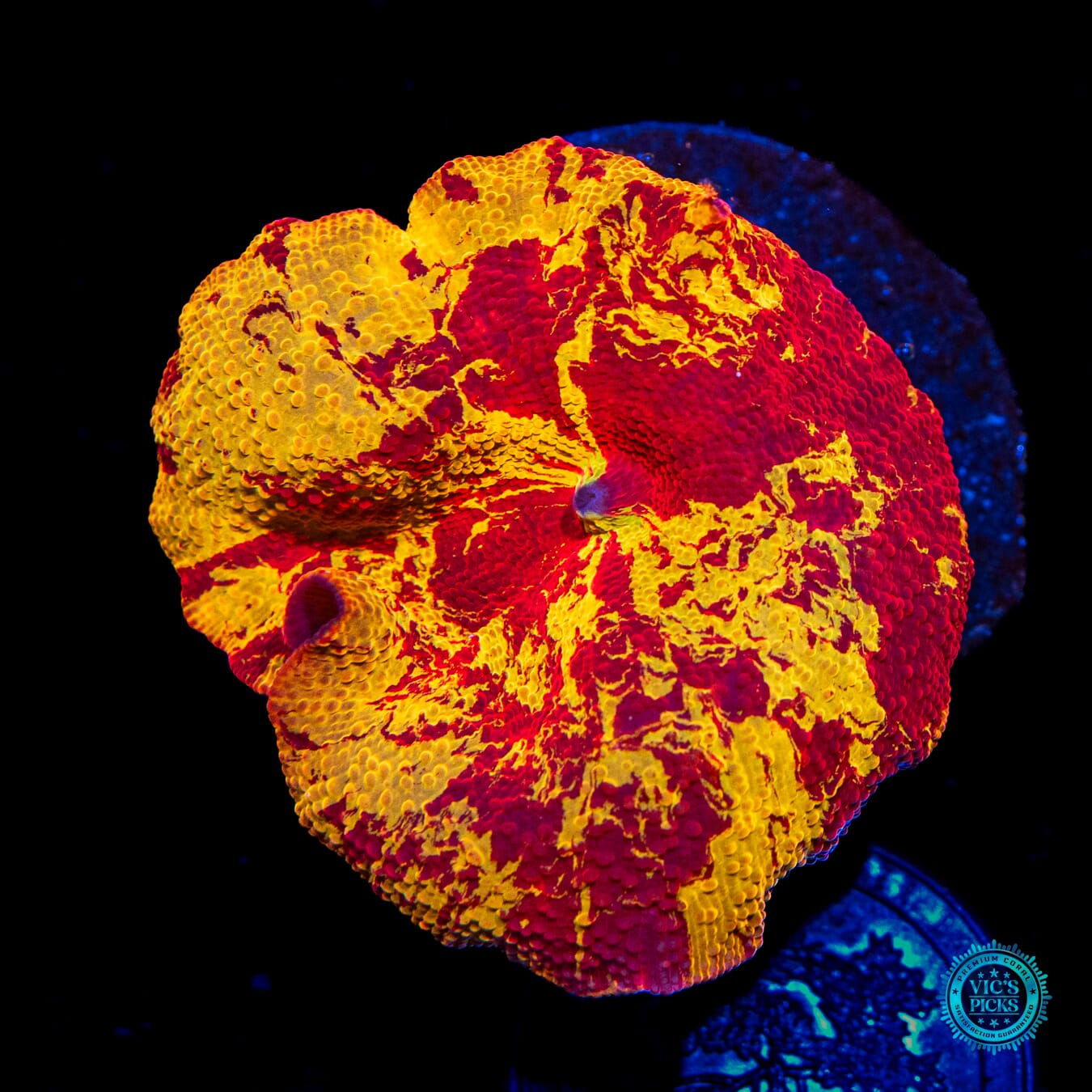 Jawbreaker Disco Mushroom - Daylight Photo