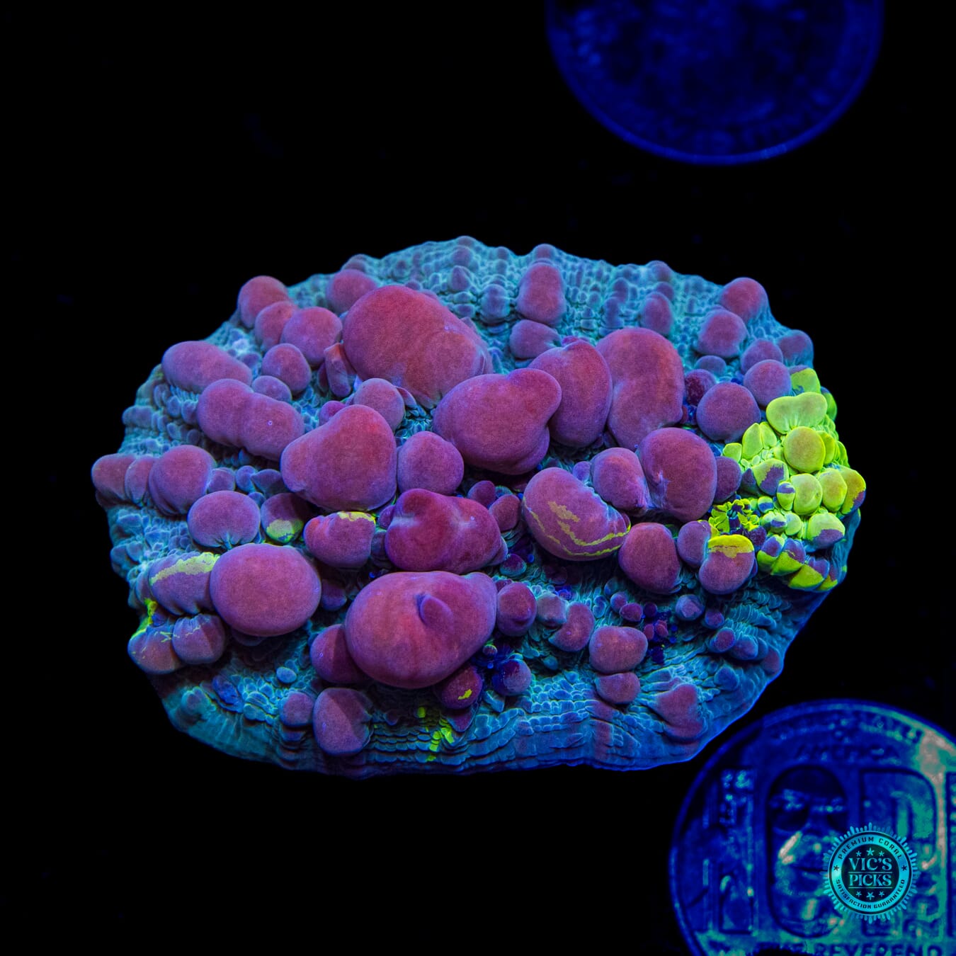 WWC Cosmic Candy Bounce Chalice - Daylight Photo