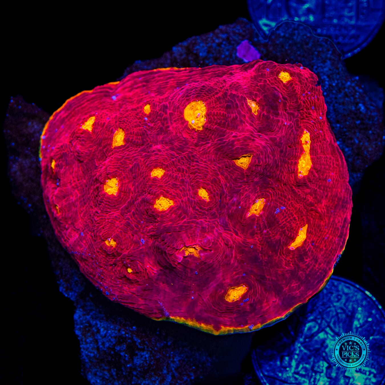 WWC Molotov Chalice - Daylight Photo