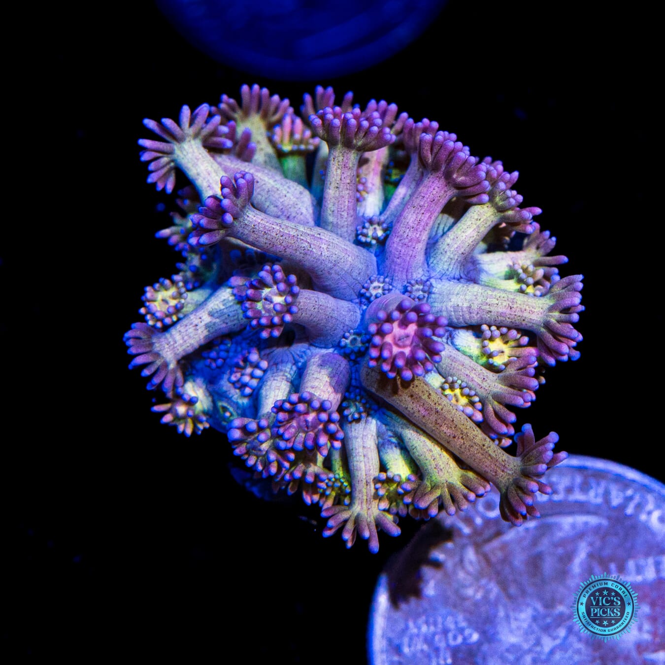 Hydralisk Goniopora - Actinic Photo