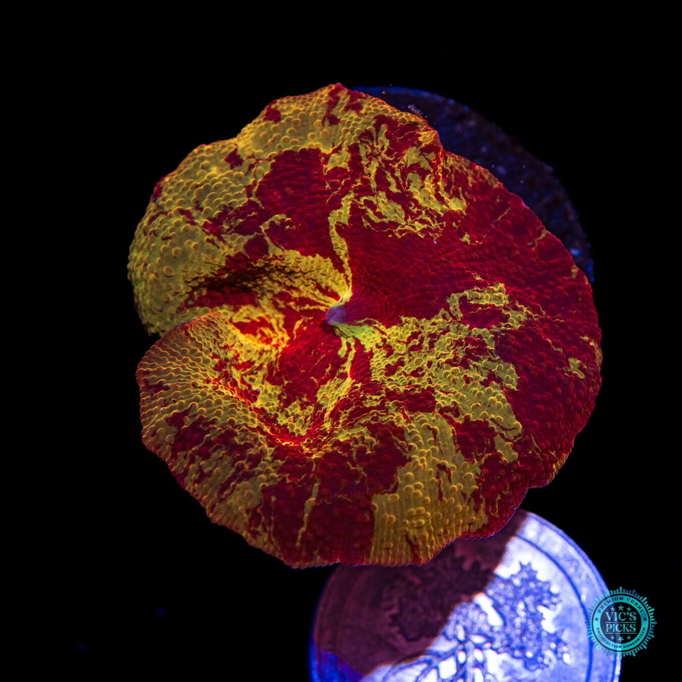 Jawbreaker Disco Mushroom - Actinic Photo