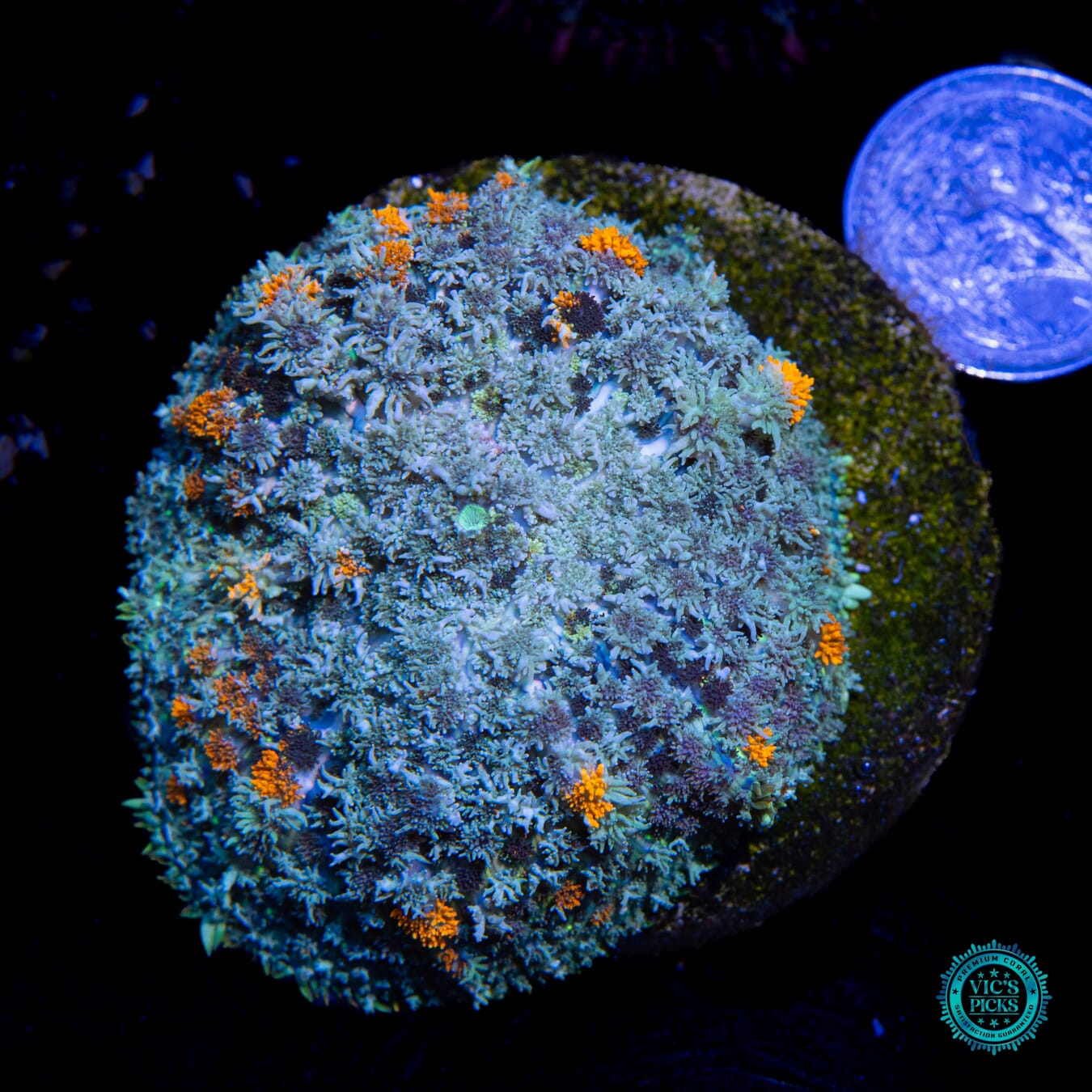 Moneyball Carpet Mushroom - Actinic Photo