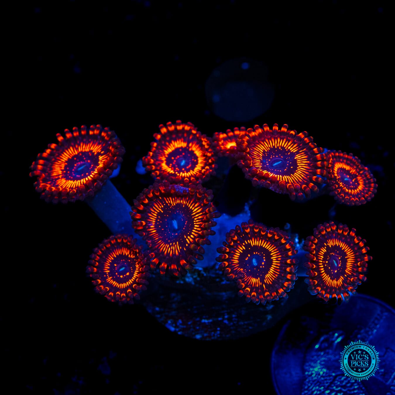 WWC Balrog Zoanthids - Daylight Photo