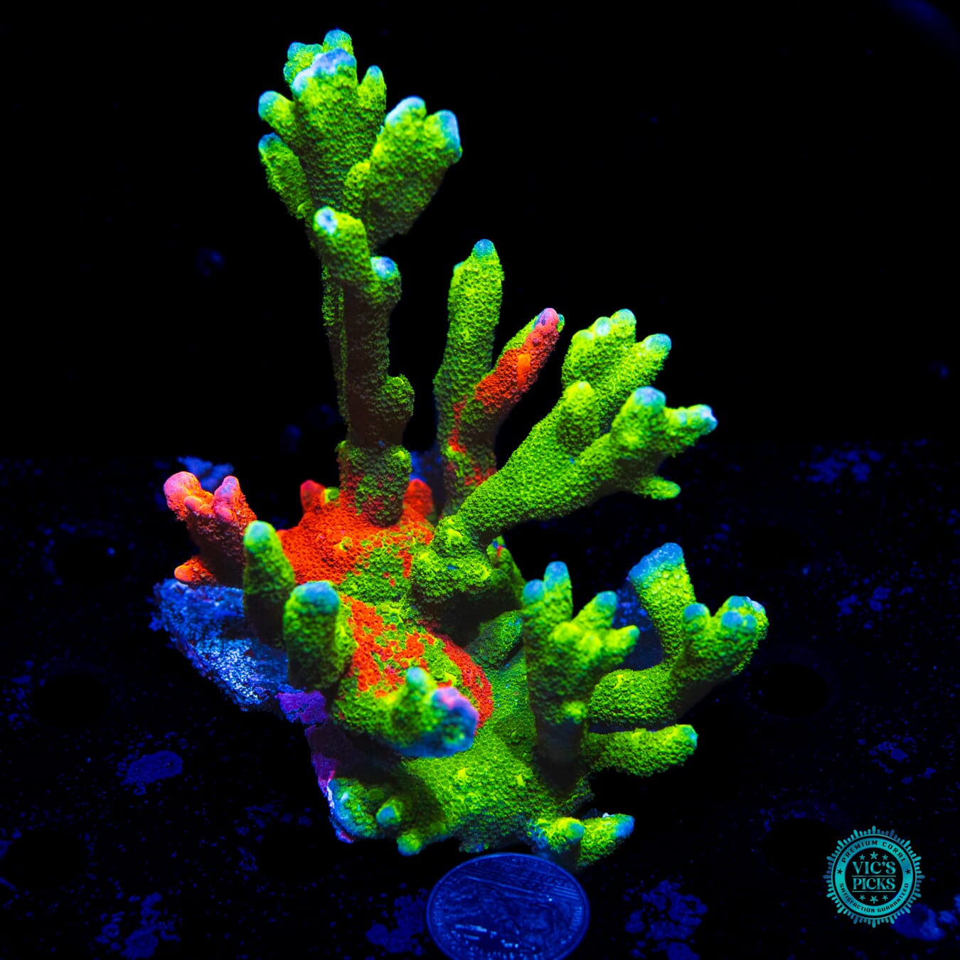 WWC Contraband Grafted Digitata Montipora - Daylight Photo