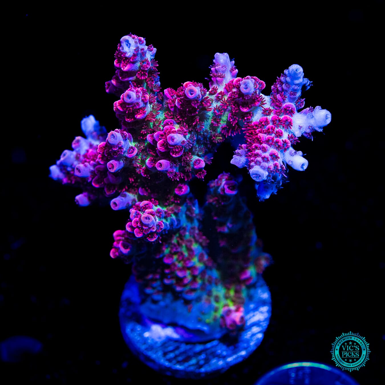 WWC Jello Shot Acropora - Daylight Photo