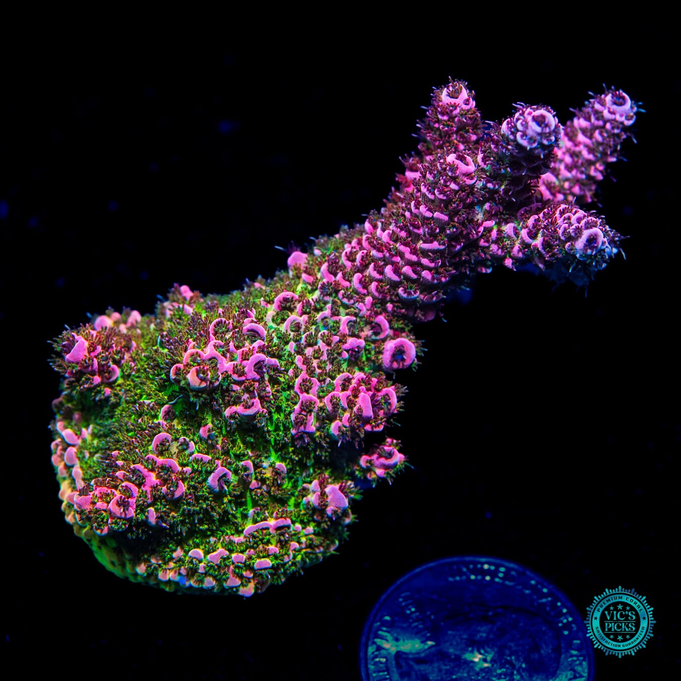 WWC Suicide Squad Acropora - Daylight Photo