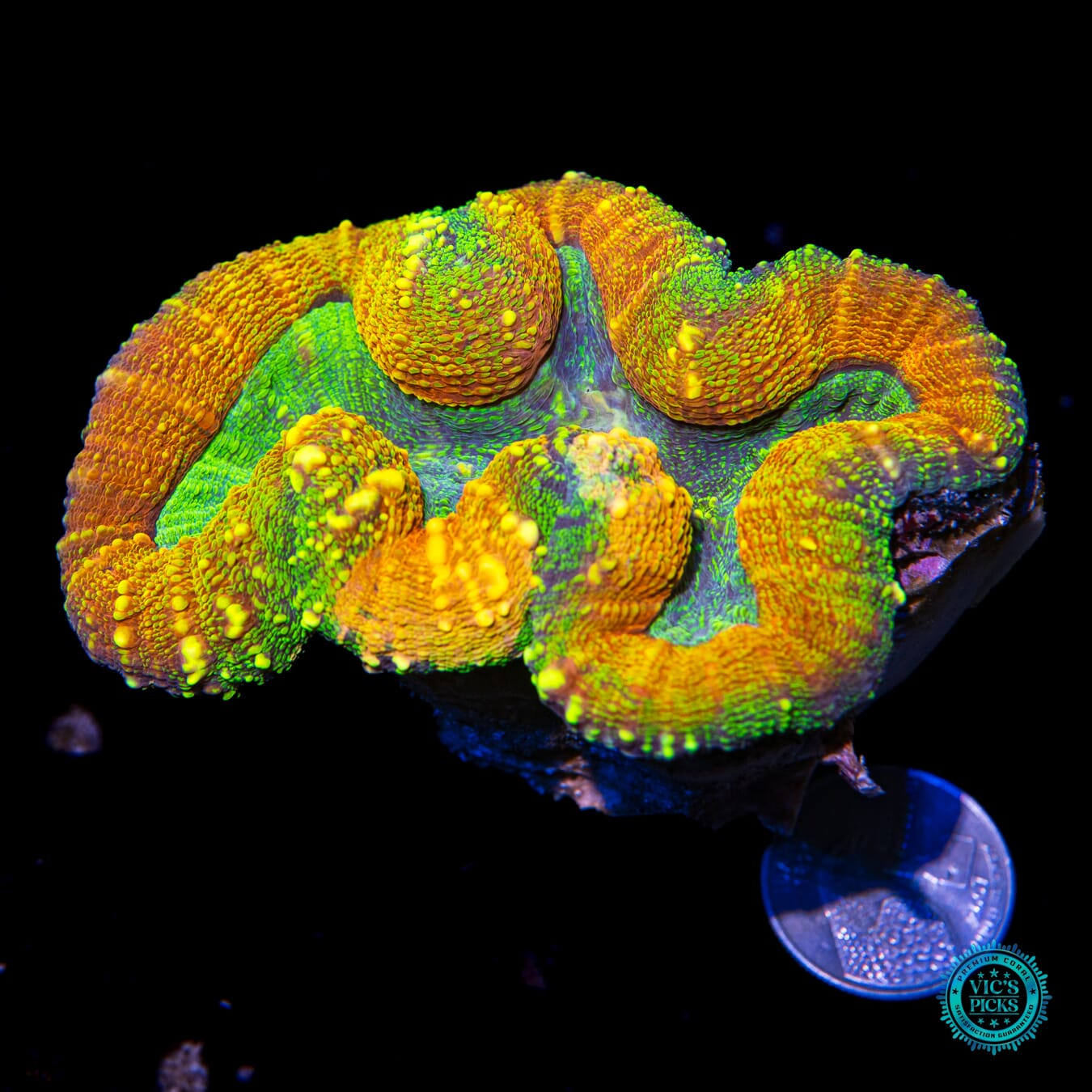 Alien Experiment Lobophyllia - Actinic Photo