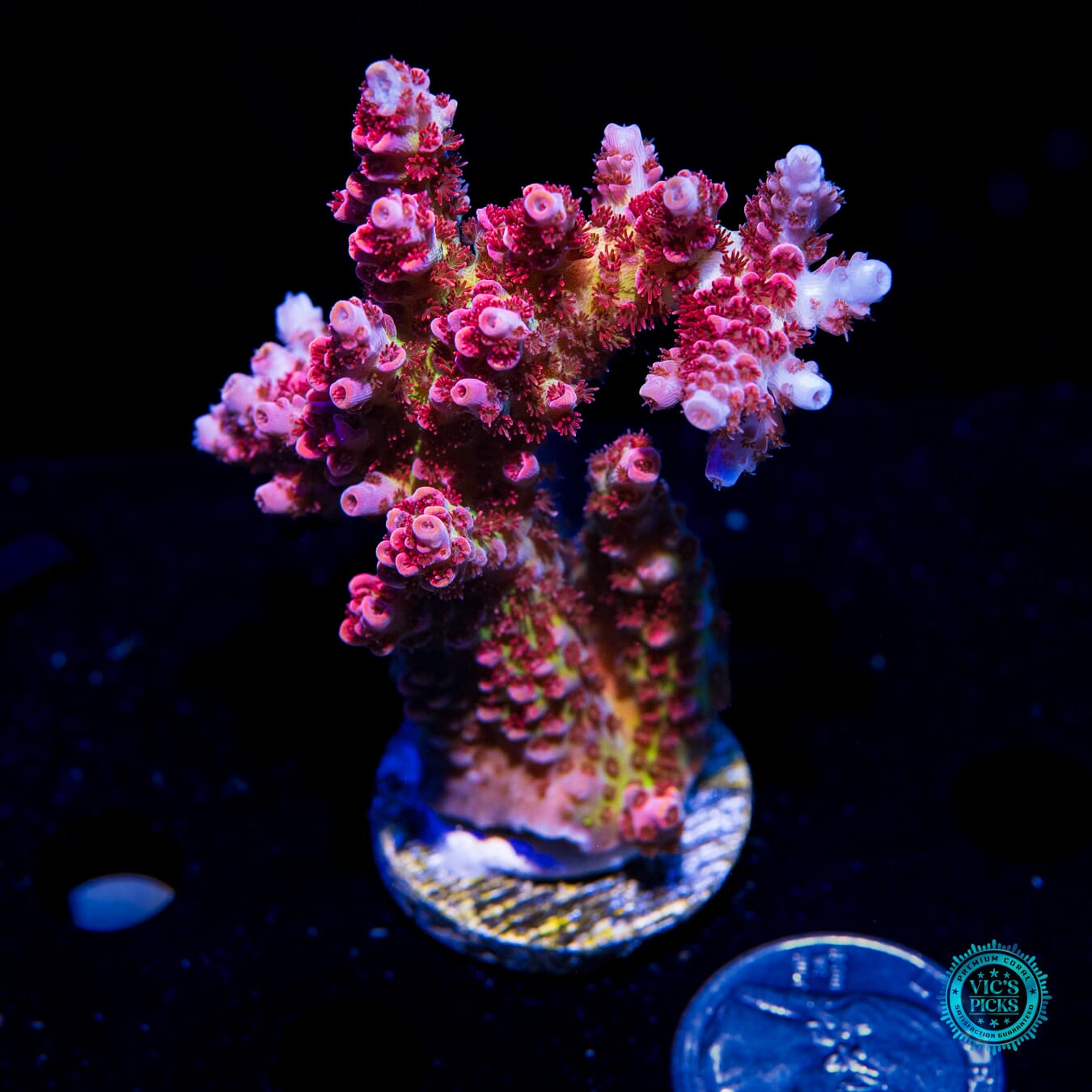 WWC Jello Shot Acropora - Actinic Photo