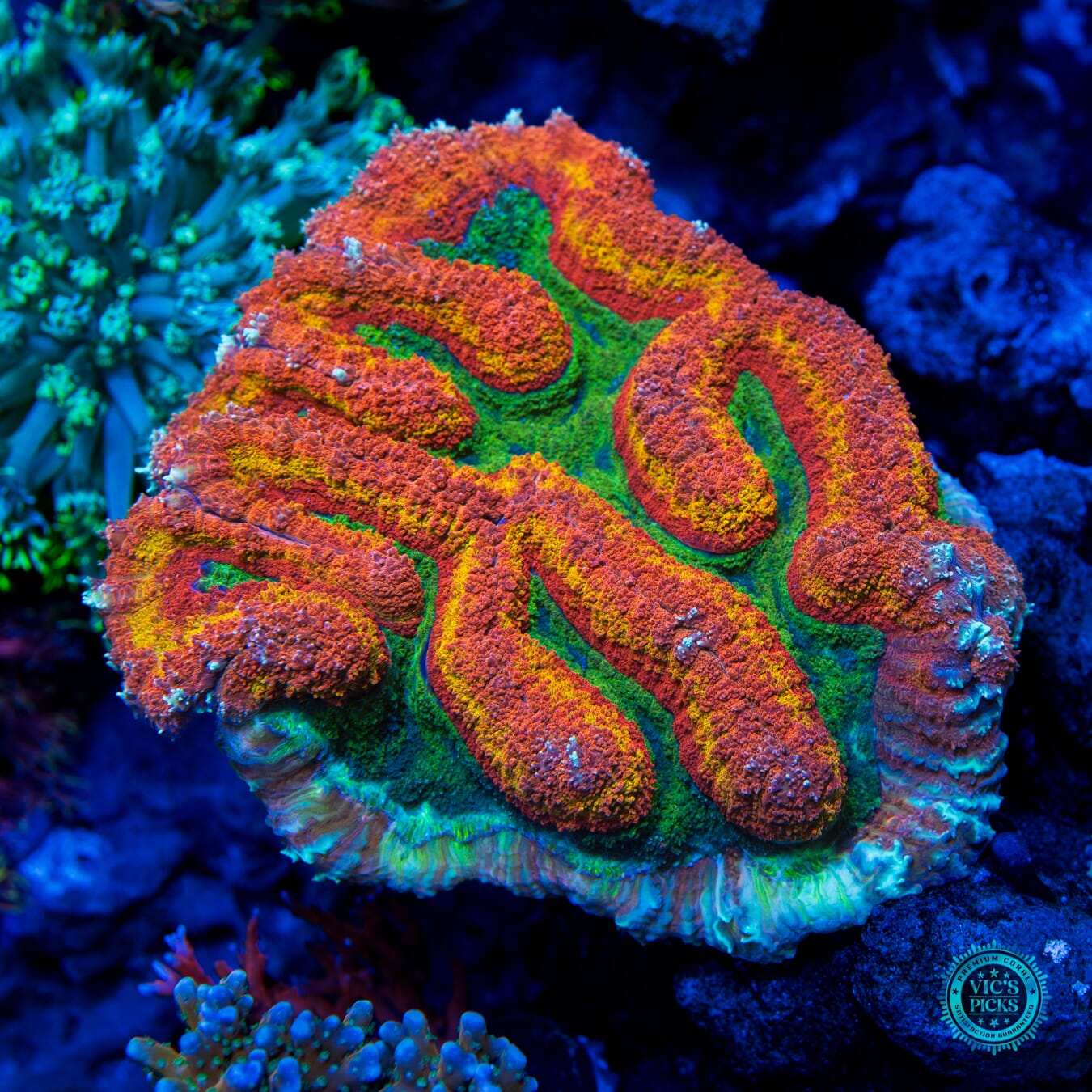 Mars Attacks Symphyllia - Actinic Photo