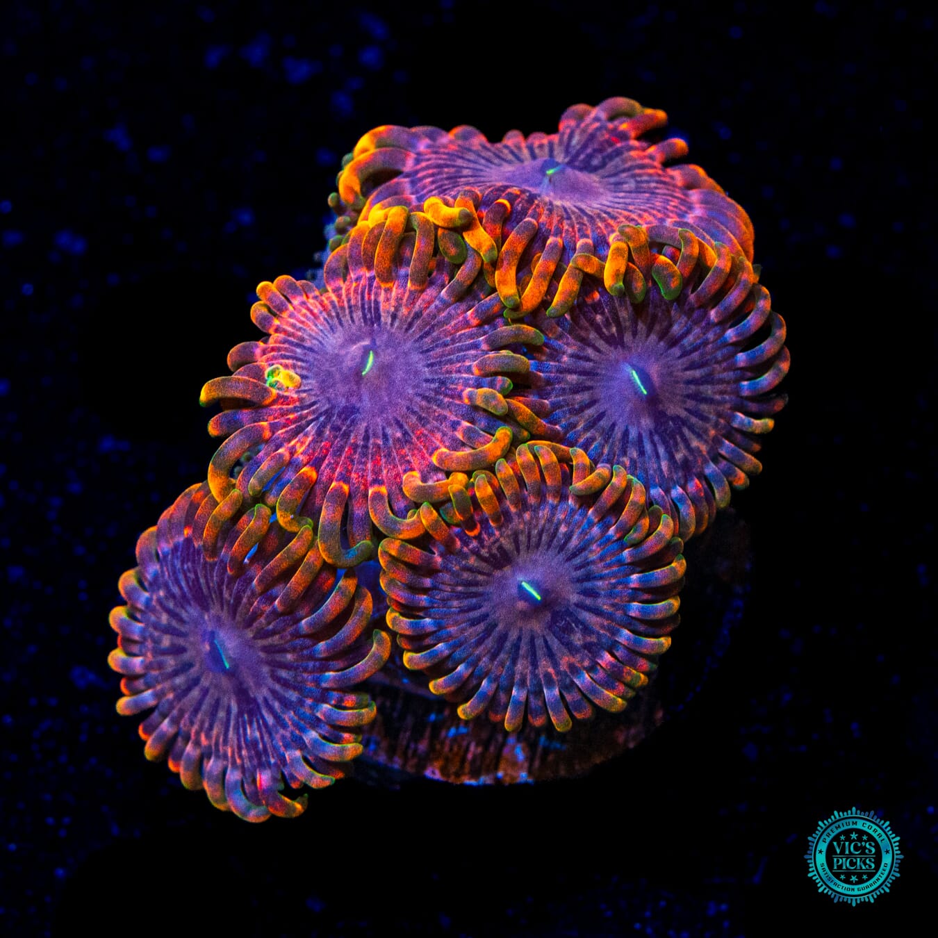 Fairy Fart Zoanthids - Daylight Photo