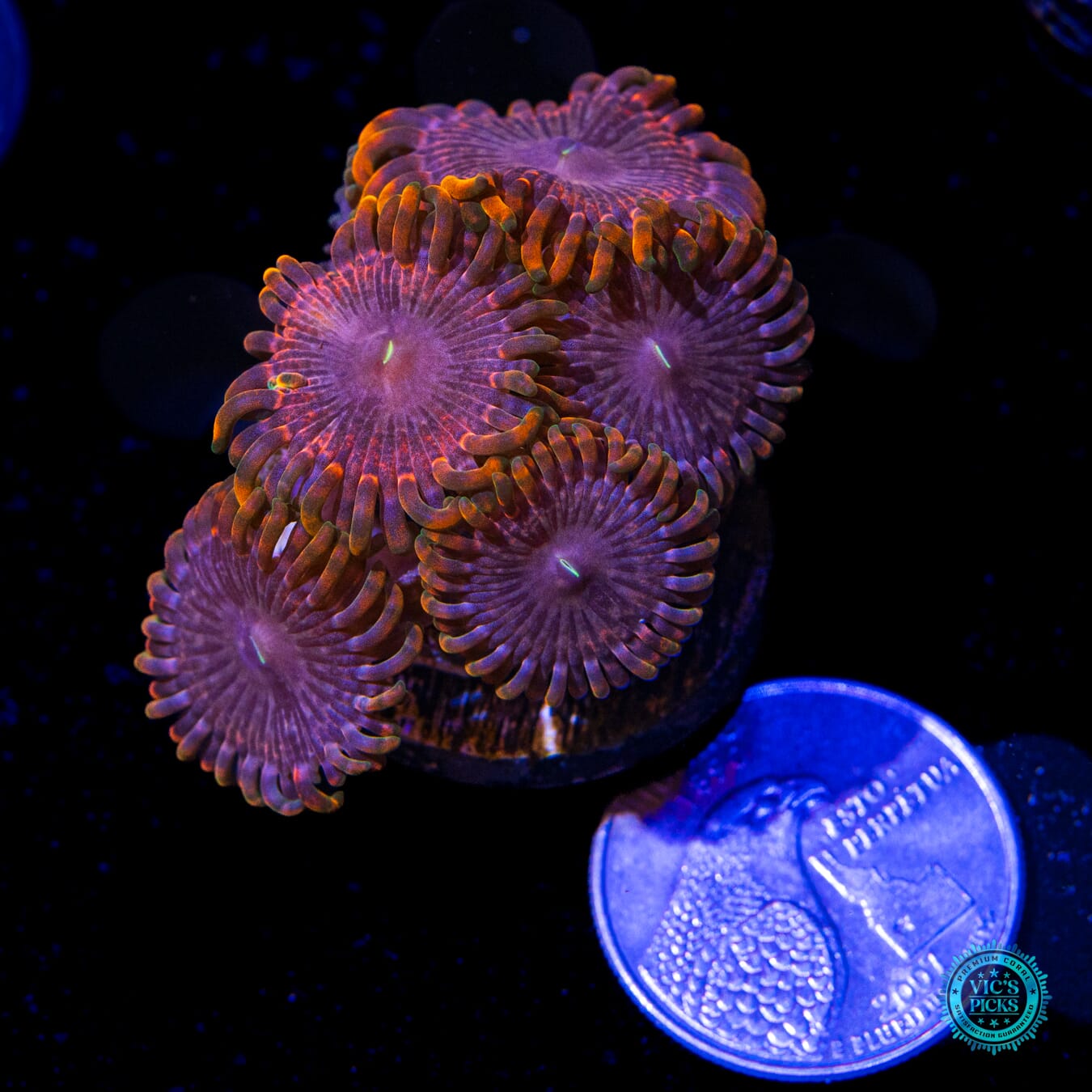 Fairy Fart Zoanthids - Actinic Photo