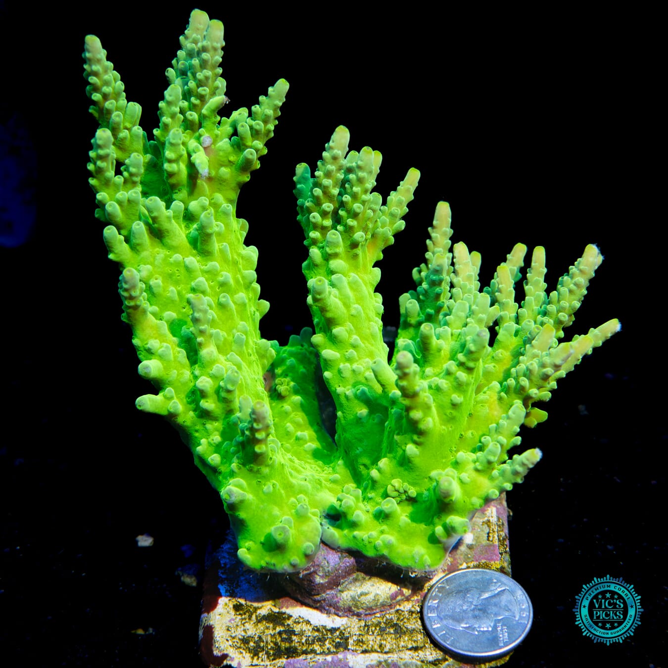 WWC Yellow Austera Acropora - Actinic Photo