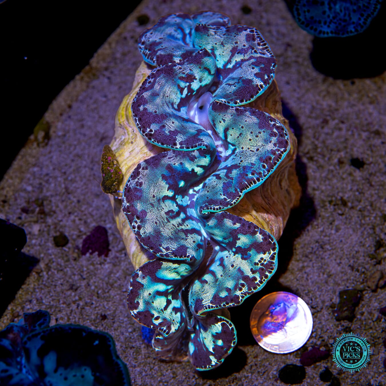 Molten Turquoise Maxima Clam - Actinic Photo