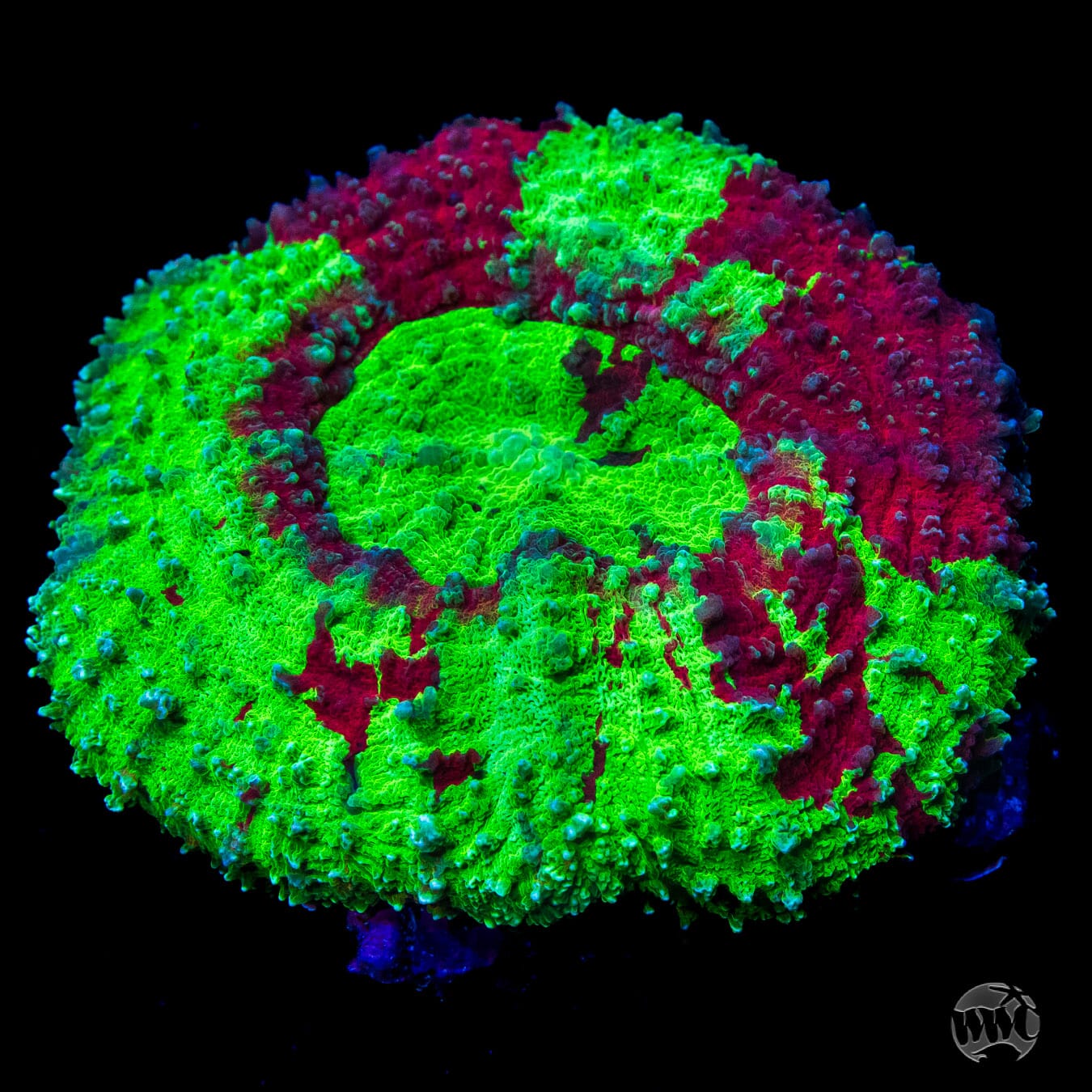 Alien Splatter Lobophyllia - Daylight Photo