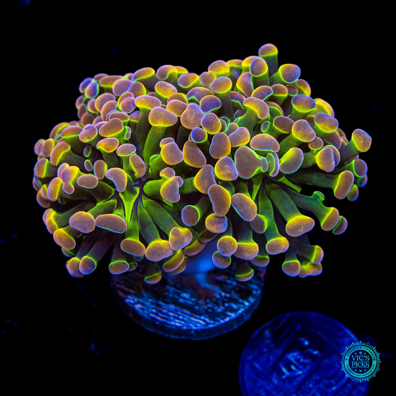 Holy Grail Branching Hammer - Daylight Photo