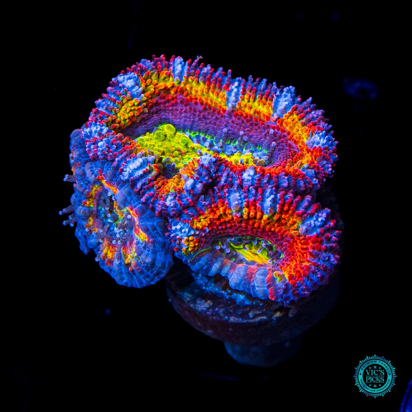 WWC Lucky Charmz Aussie Lord - Daylight Photo