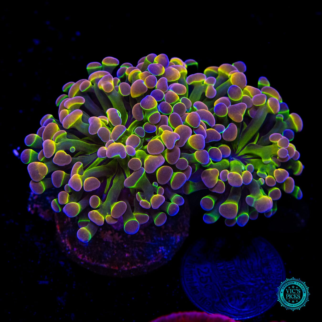 Holy Grail Branching Hammer - Daylight Photo