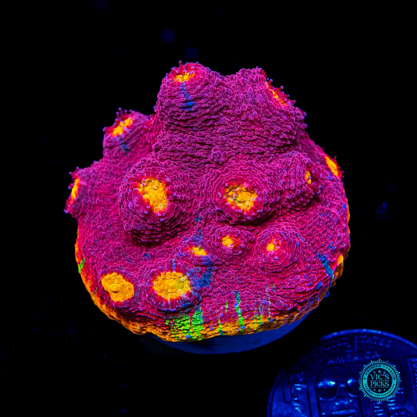 WWC Molotov Cocktail Rainbow Chalice - Daylight Photo