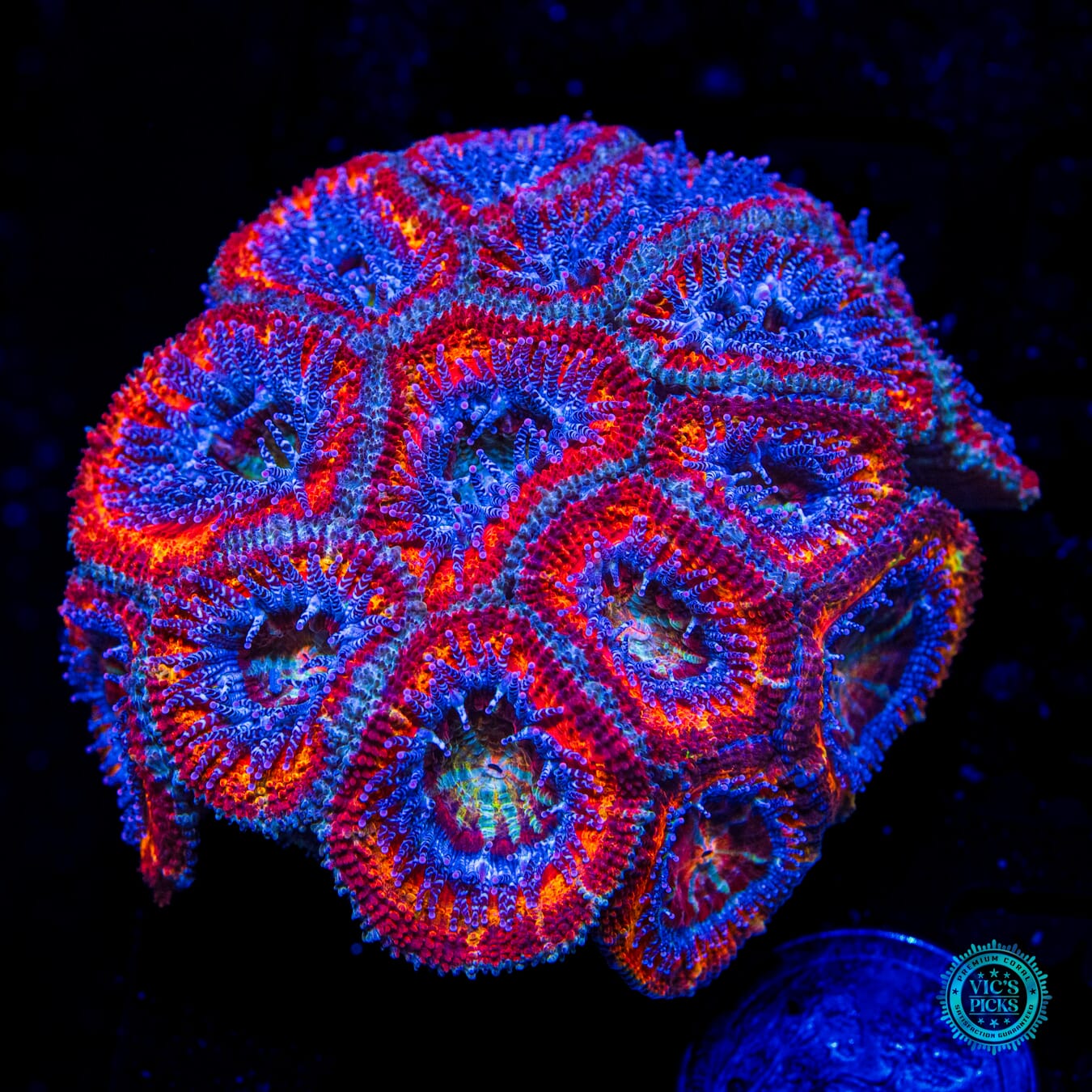 Bee Bop Aussie Lord - Daylight Photo