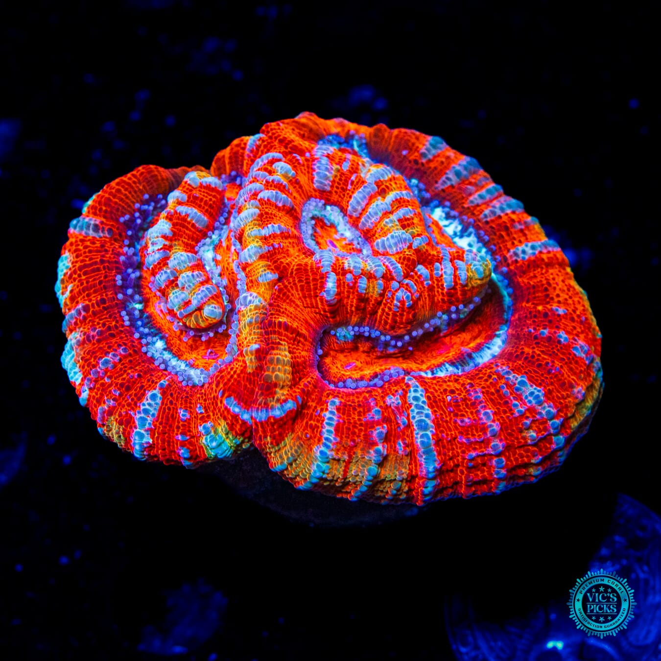 Blood Tiger Symphyllia Wilsoni - Daylight Photo