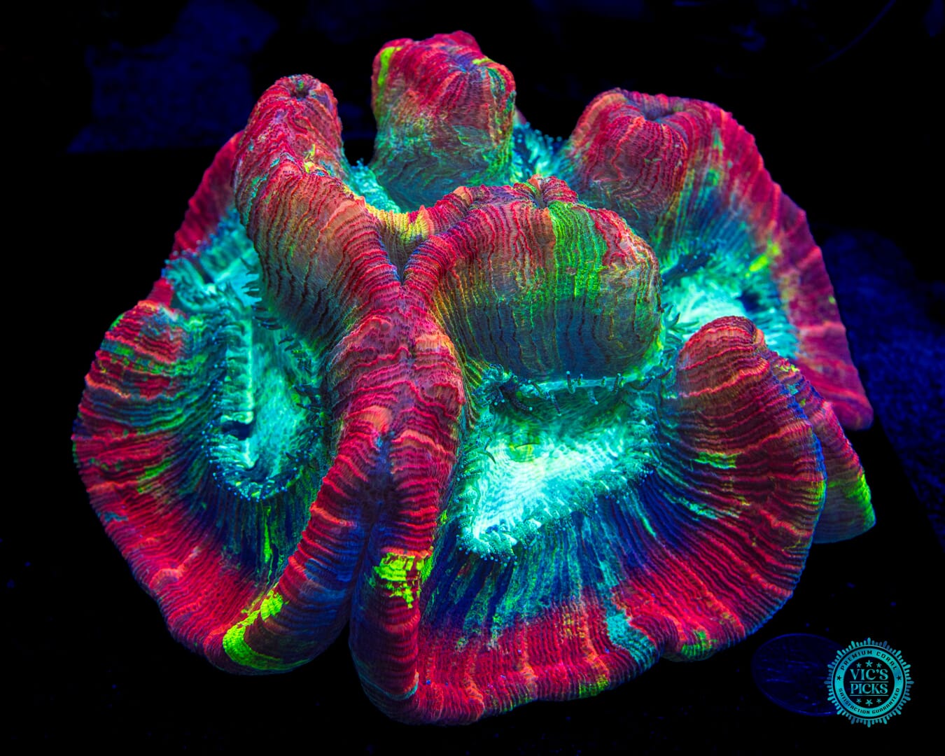 XXXL Fruit Ninja Trachyphyllia - Daylight Photo