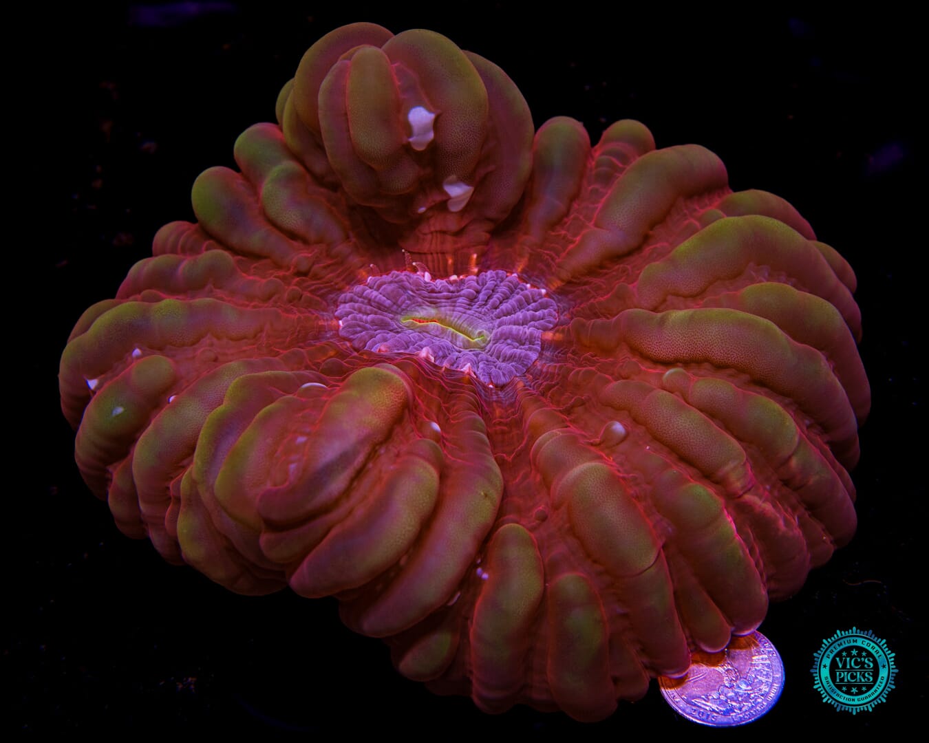 Gem Runner Cynarina - Actinic Photo