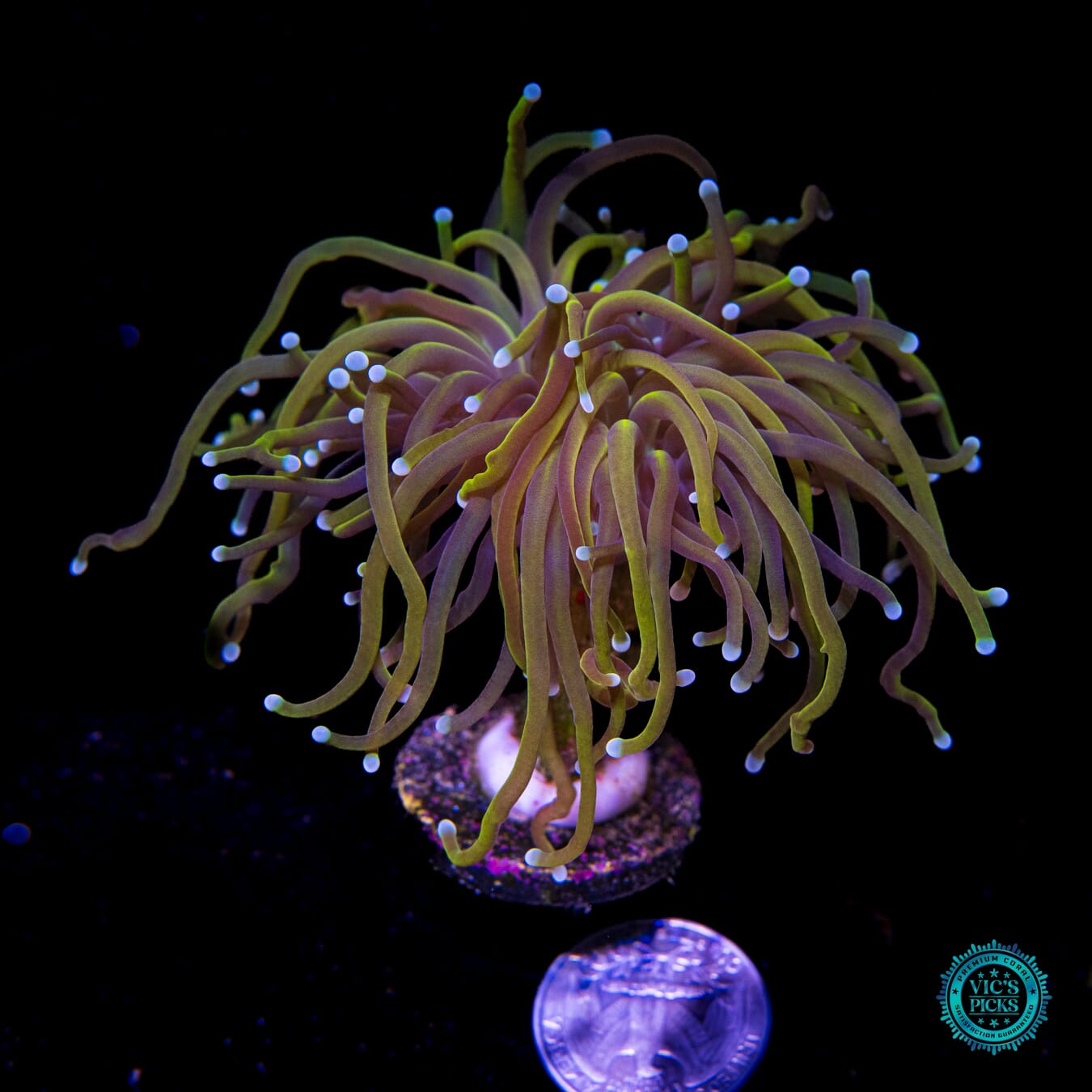 24K Torch - Actinic Photo