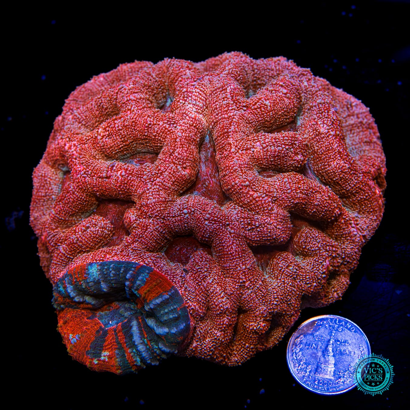 Frozen Warpaint Scoly and Goji Berry Combo Bowerbanki - Actinic Photo