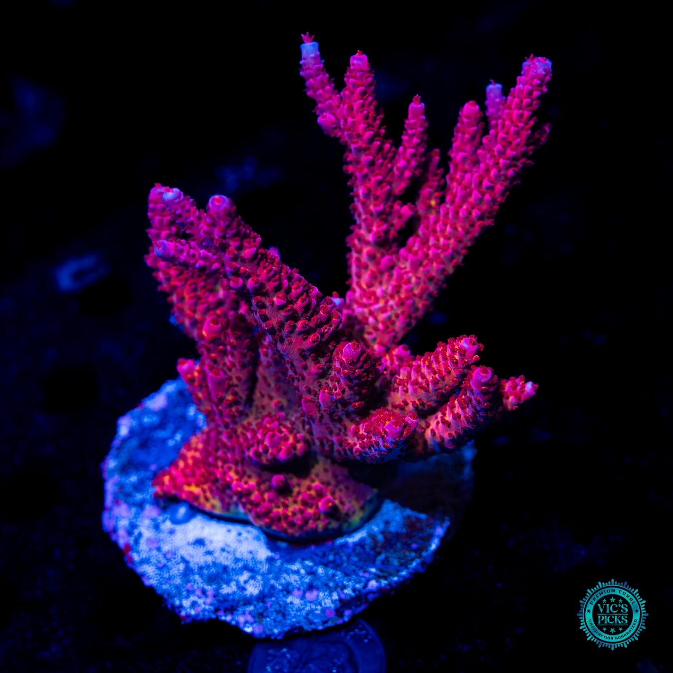 PC Rainbow Acropora - Daylight Photo