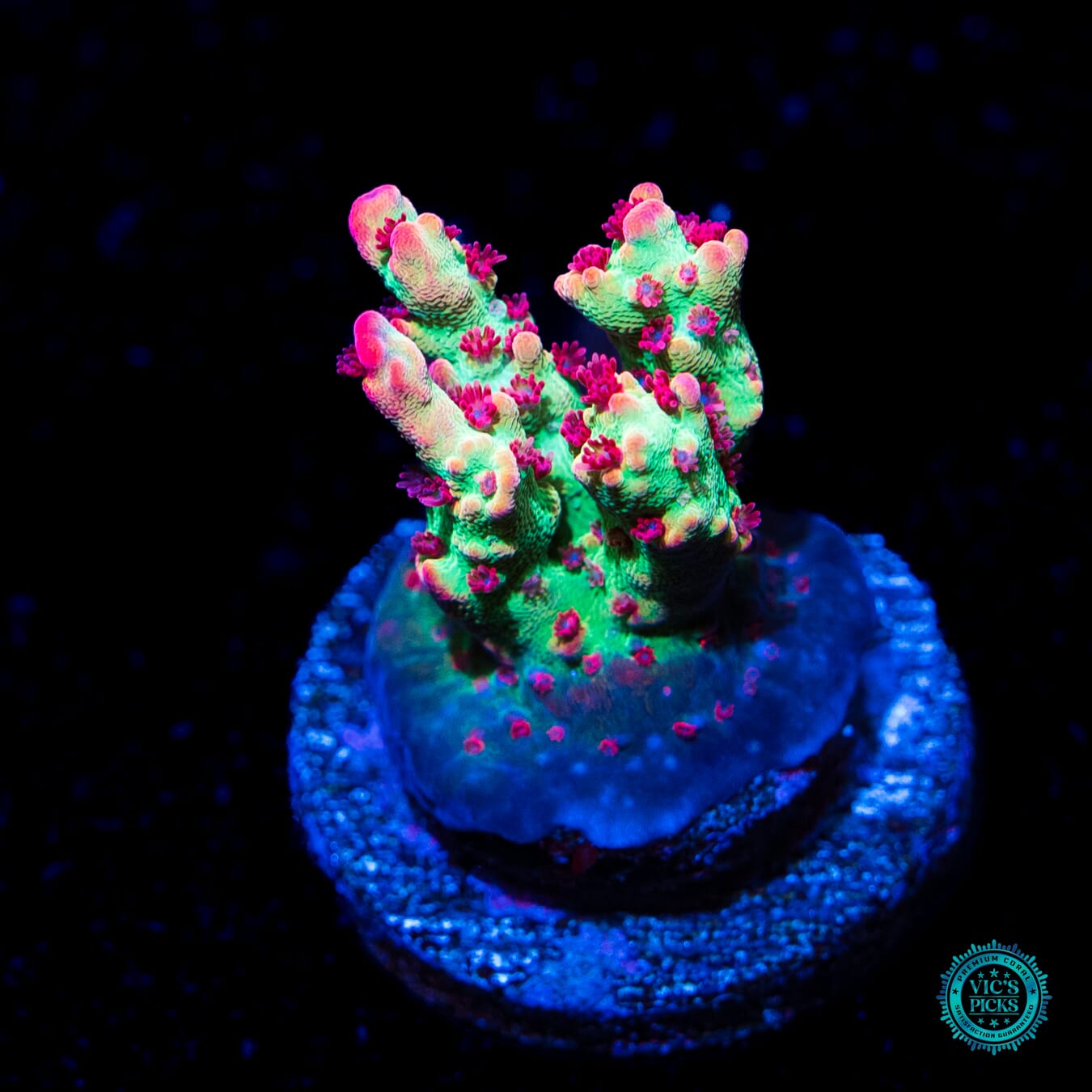 WWC Striptease Acropora - Daylight Photo