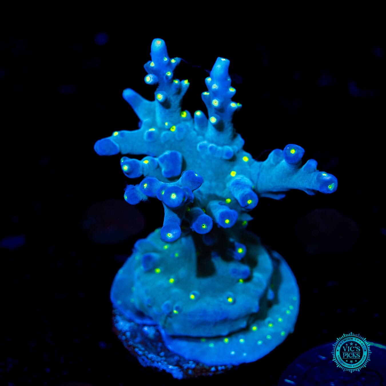 WWC Thunder Struck Acropora - Daylight Photo