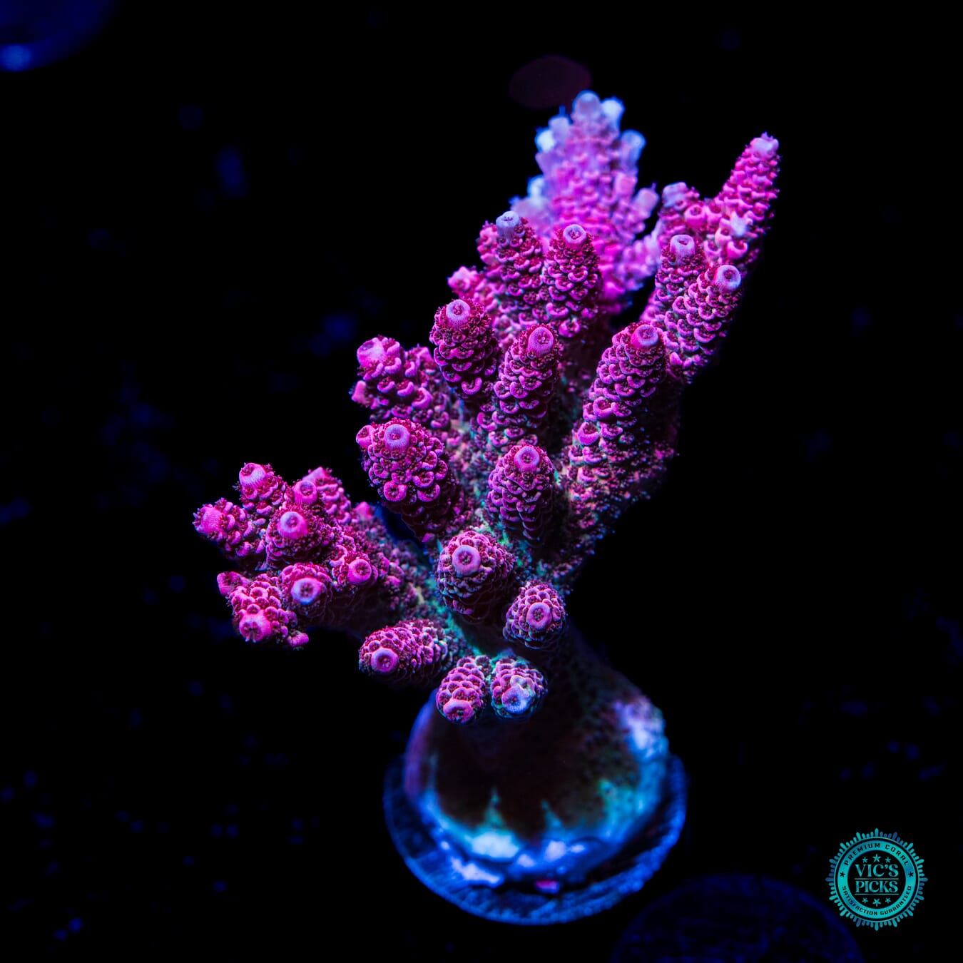 Solomon Hot and Heavy Mille Acropora - Daylight Photo