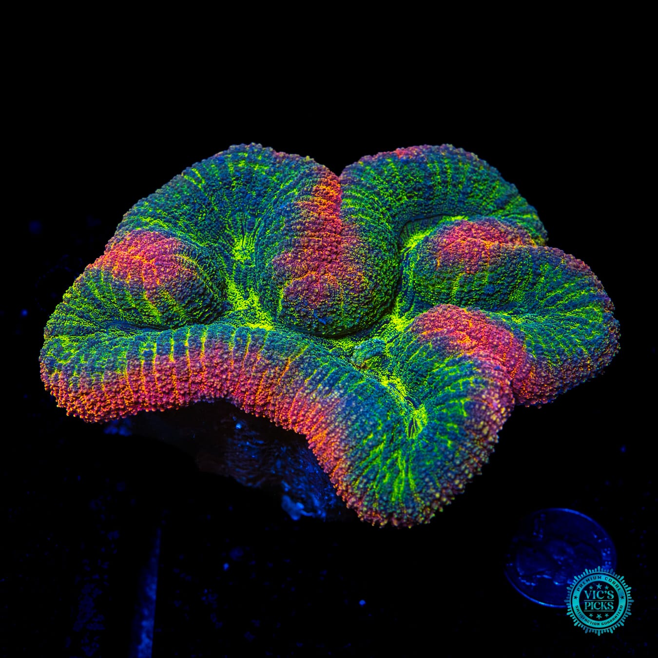 Alien Bath House Lobophyllia - Daylight Photo