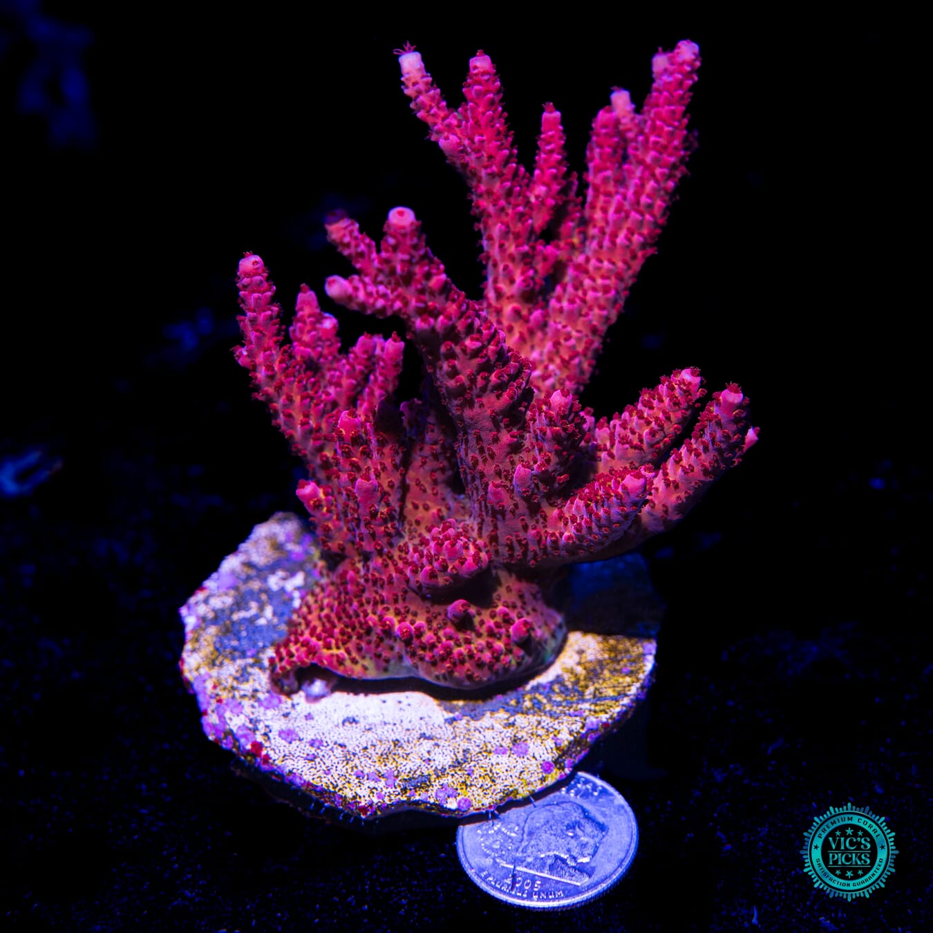 PC Rainbow Acropora - Actinic Photo